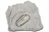Prone Austerops Trilobite Fossil - Jorf, Morocco #363125-3
